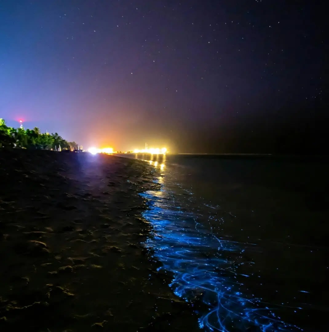 Bioluminescent Bay, bioluminescent beach at night