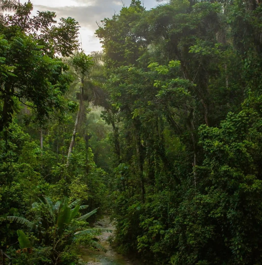 dense jungle with abundant vegetation ,Yunque