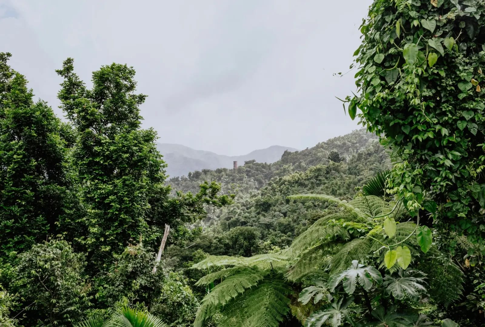  dense jungle with abundant vegetation,Yunque
