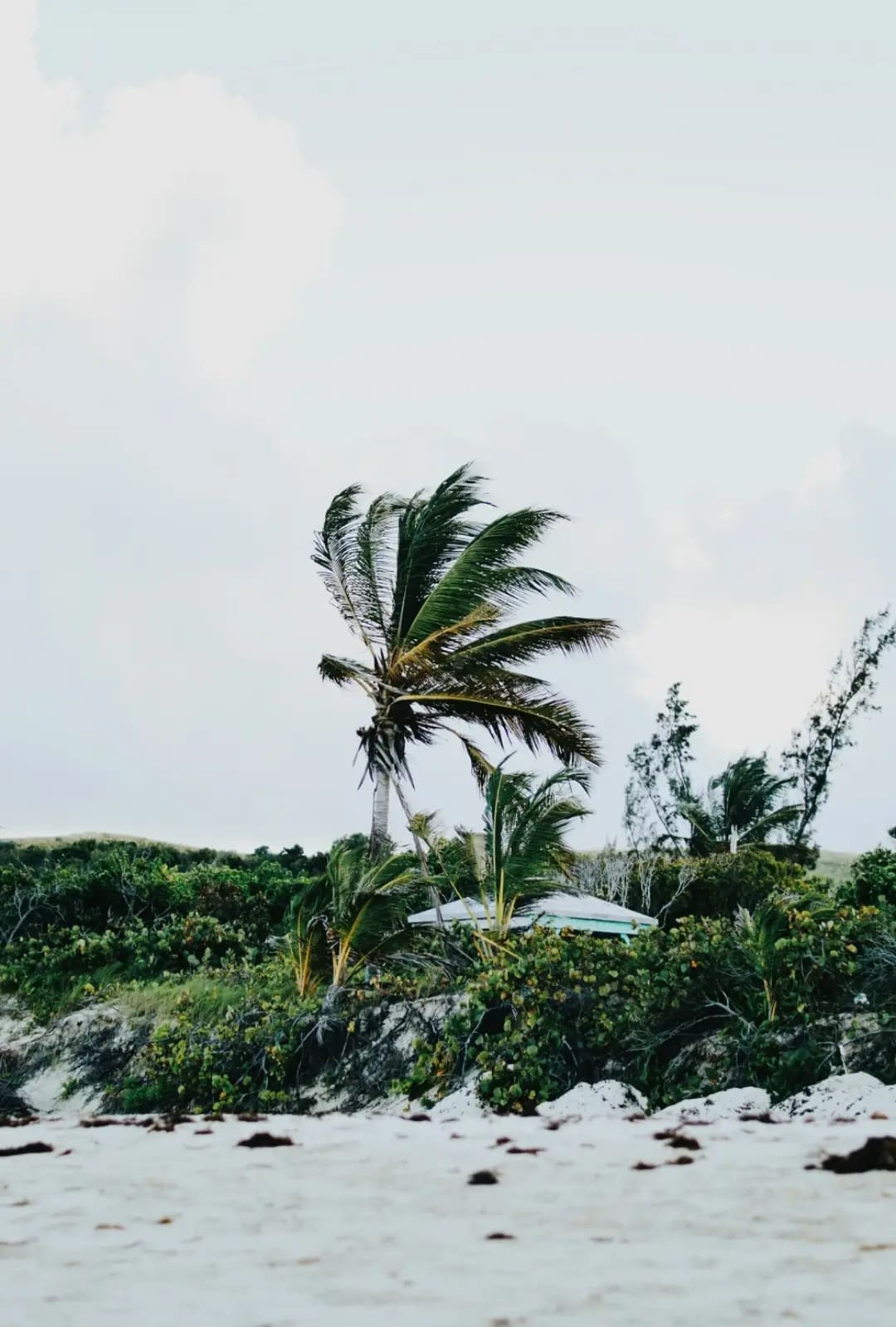 palm tree on the beach, beach Flamenco