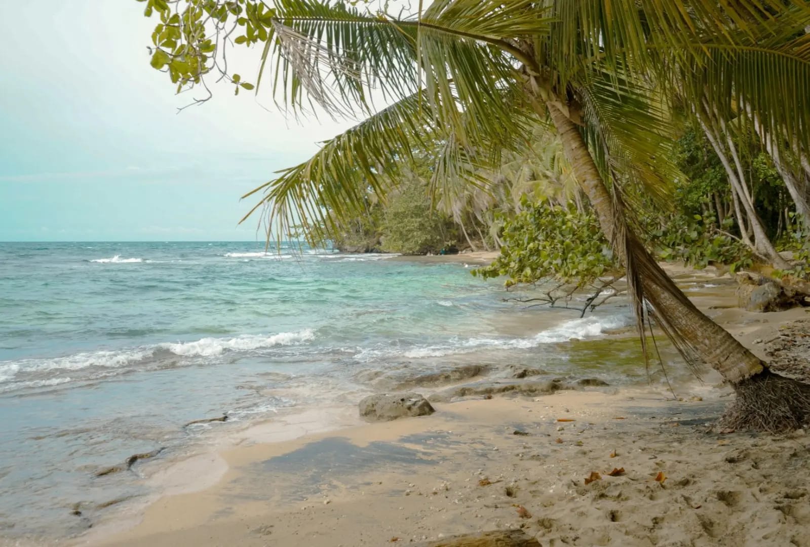 palms tree on the beach, beach Flamenco