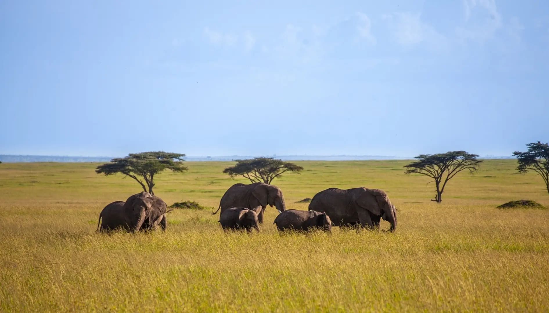Six elephants on the grass with four trees, Garamba