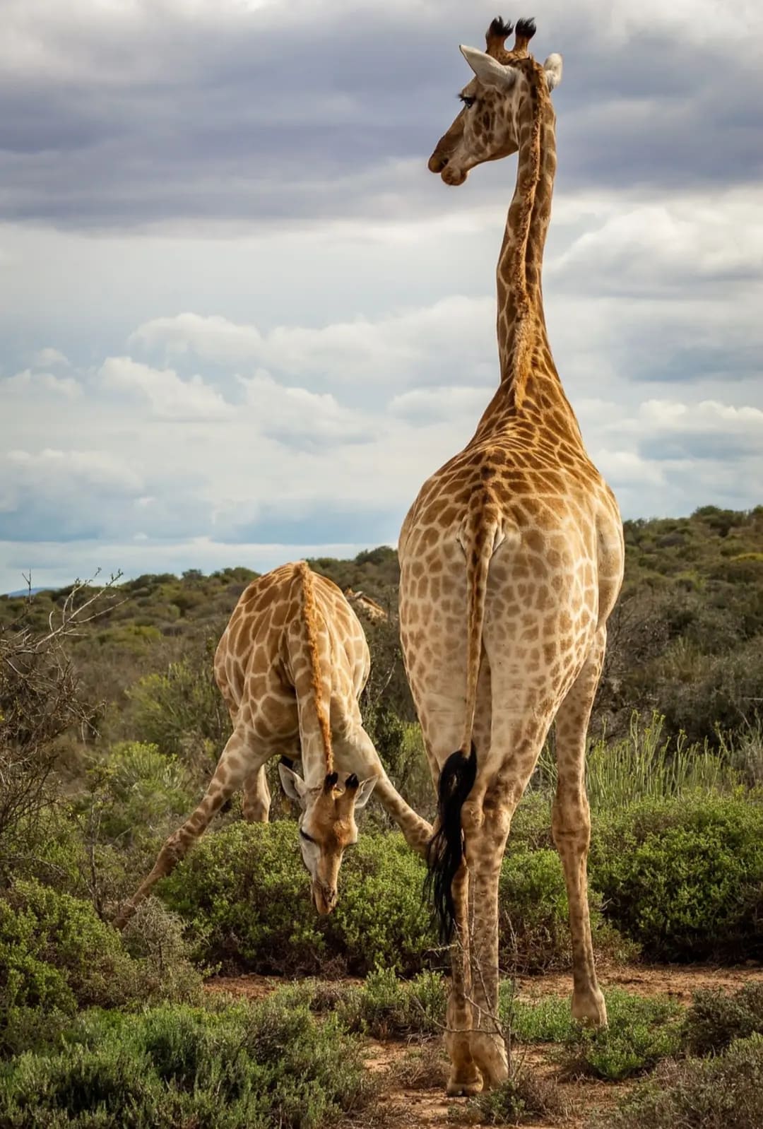 Two giraffes, one standing and one eating from the ground, Garamba