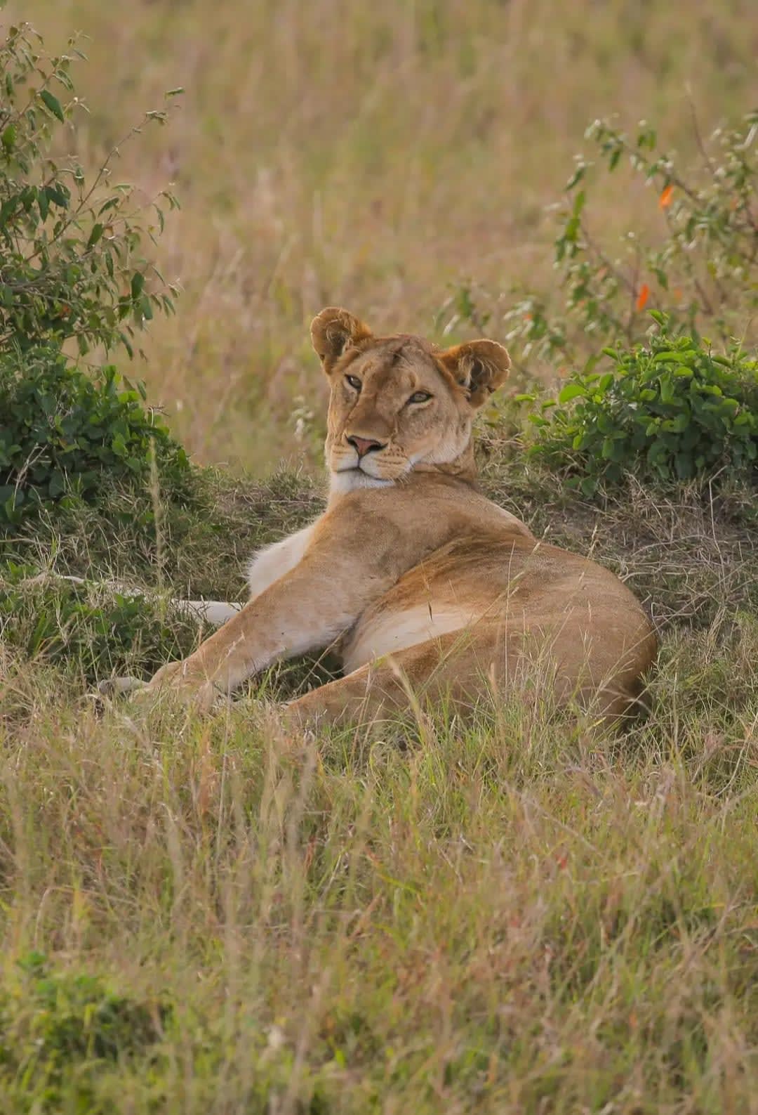 Lioness lying down and looking at the camera, Garamba
