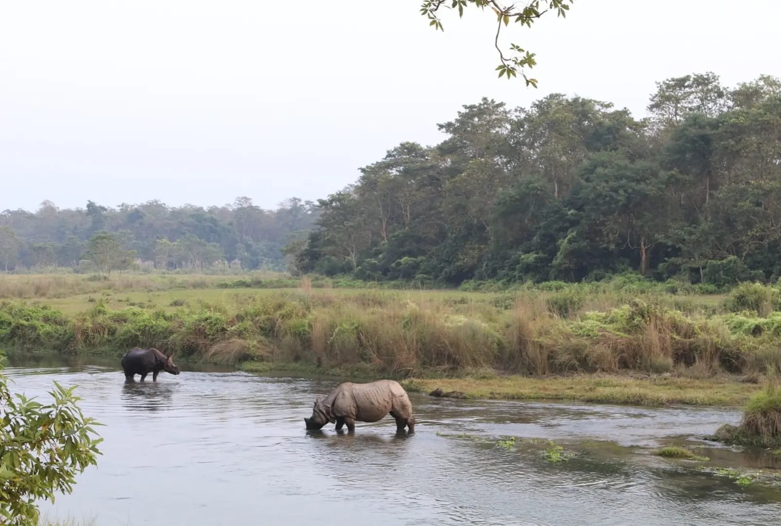 Two rhinos drinking from a lake with trees in the background, Garamba