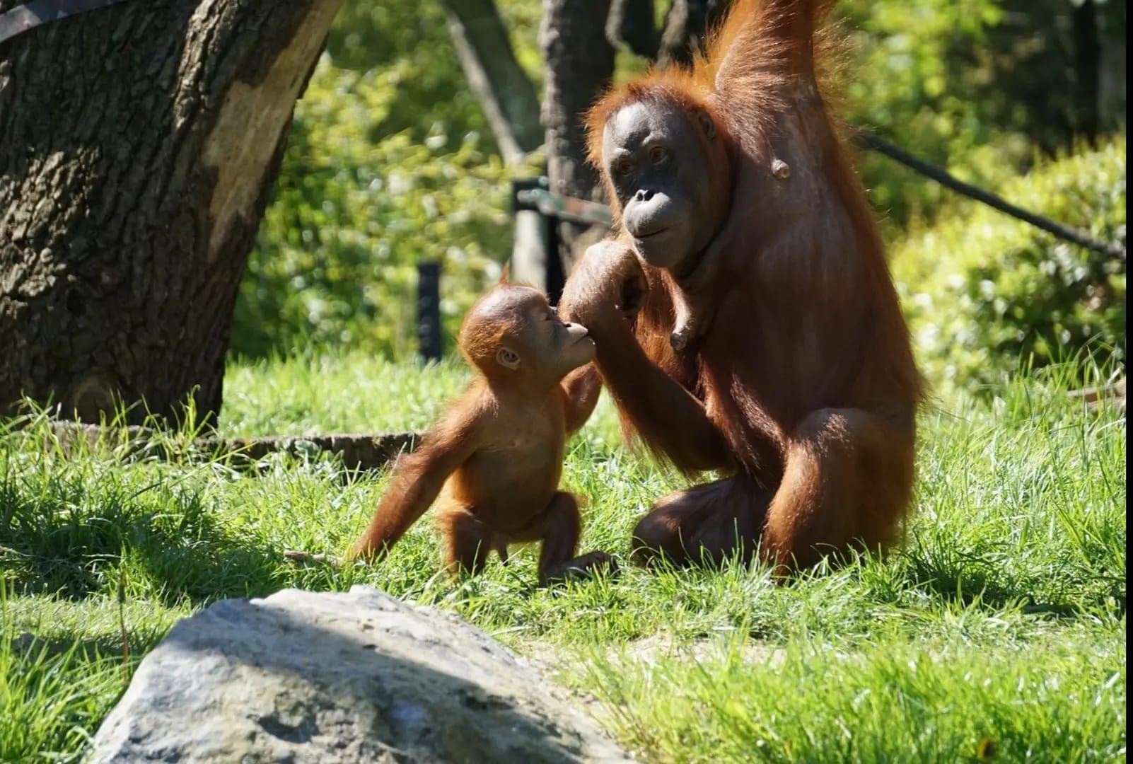 Orangutan with its baby on the grass, Virunga