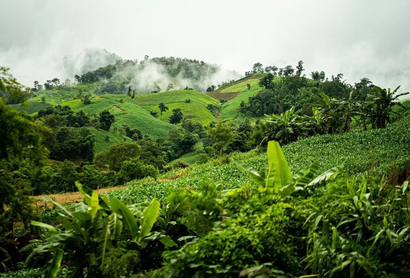 Cultivated hills with lush vegetation, Virunga