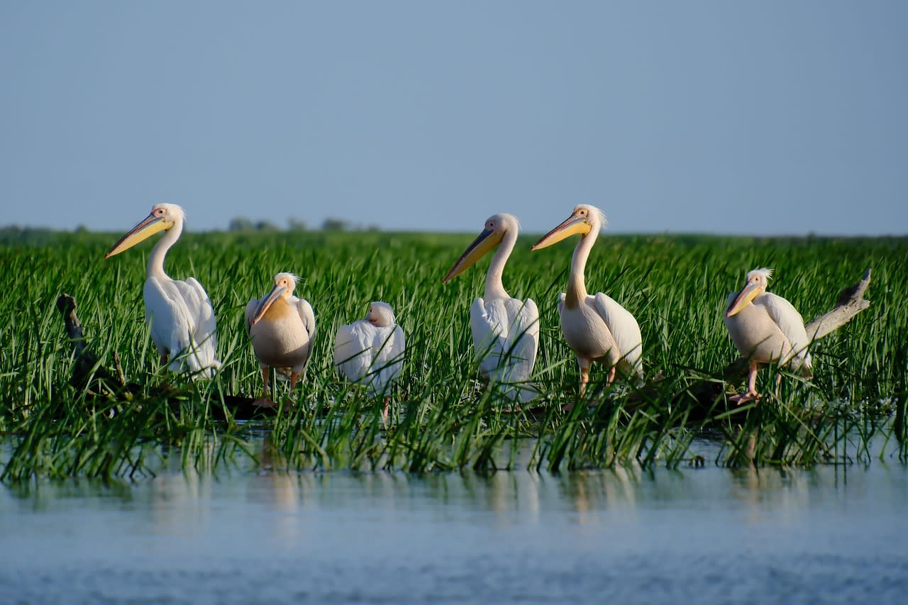 White pelican colony on a floating island of reeds in the Danube Delta wetland Romania