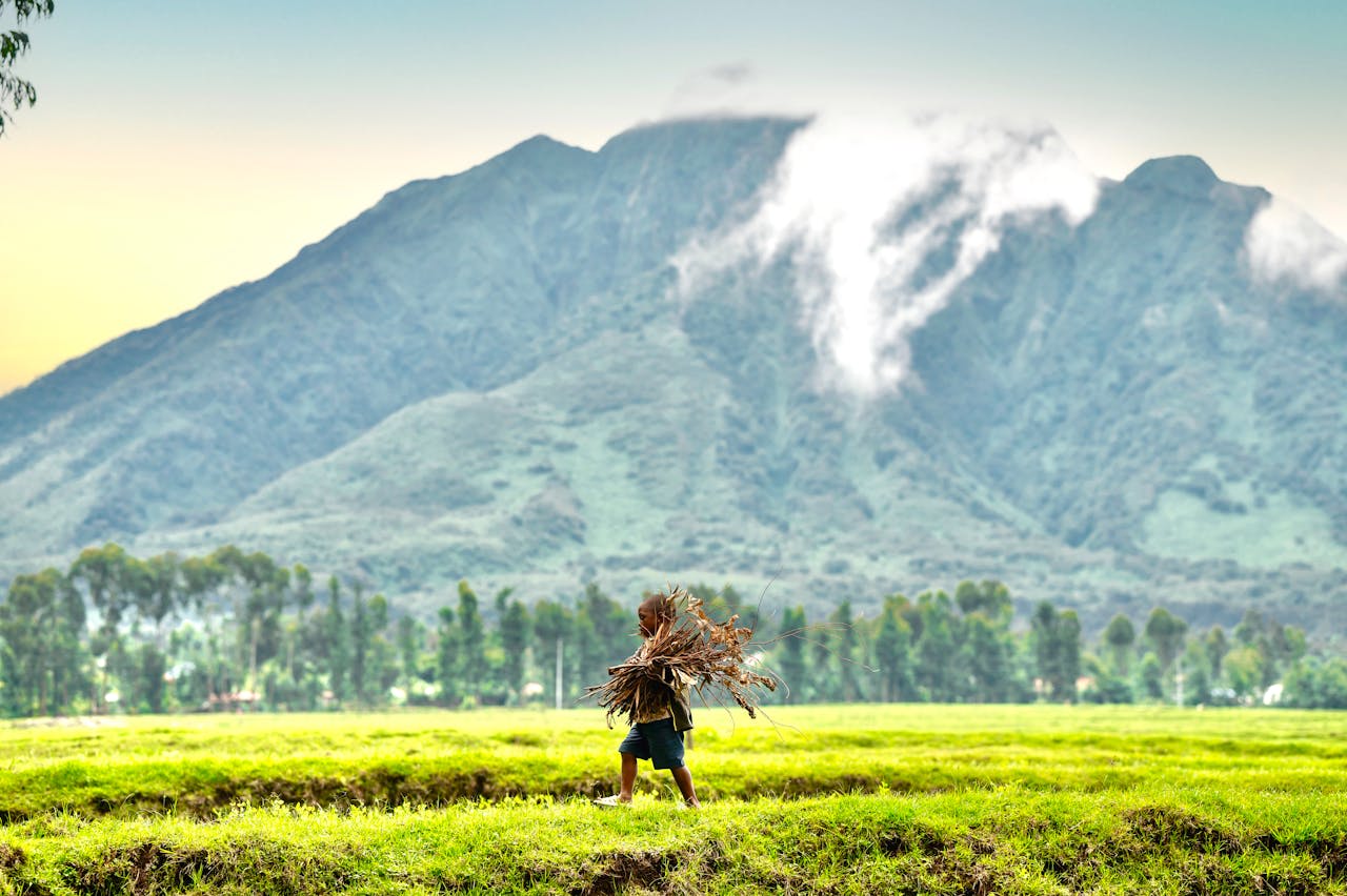 Five volcanic peaks of the Virunga chain rising above bamboo forest in Rwanda's Volcanoes National Park