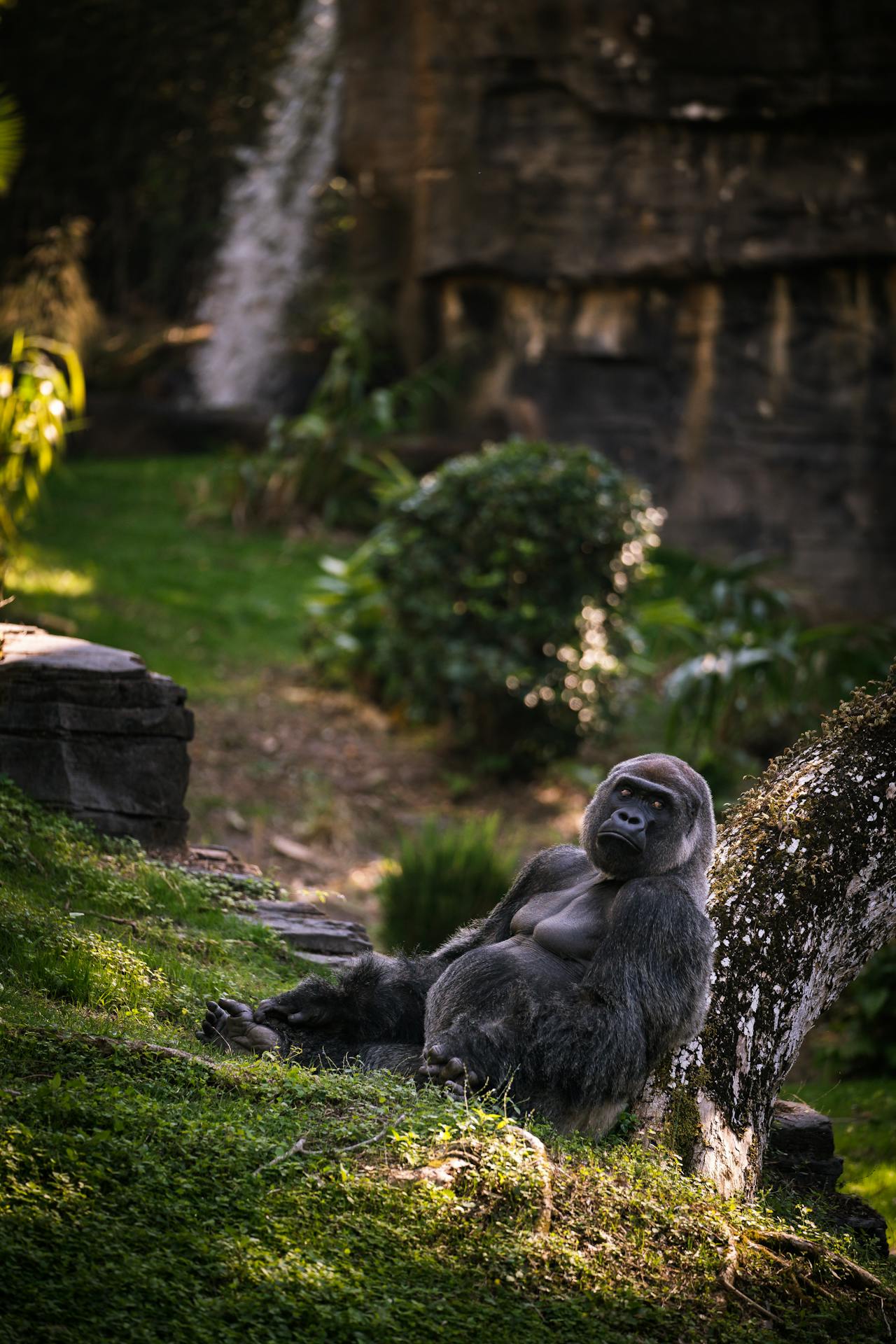 Mountain gorilla mother and infant in the bamboo and Hagenia woodland of Rwanda's Volcanoes National Park