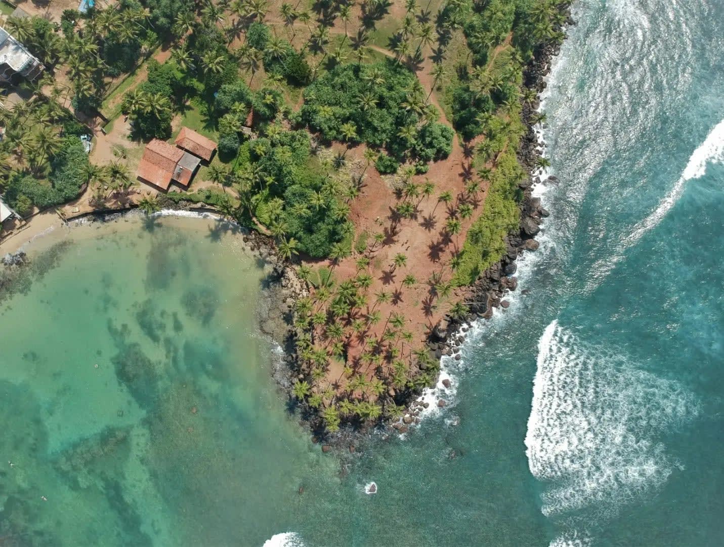 Top-down view of a beach and plain with trees and palm trees, Mirissa