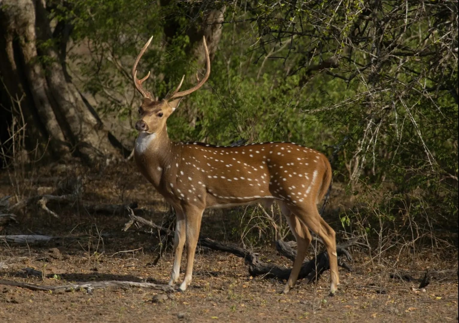 Deer with white spots, Yala National Park