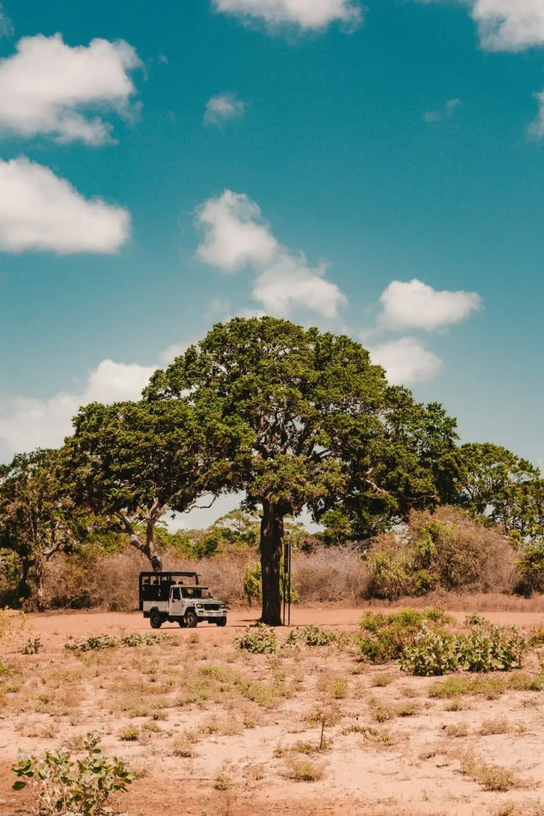 Jeep under a tree on dry ground, Yala National Park