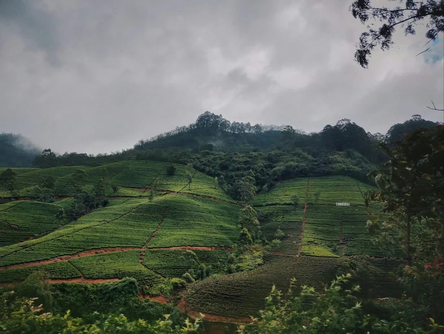 Hills covered with vegetation and trees in the background, sriLanka Ella
