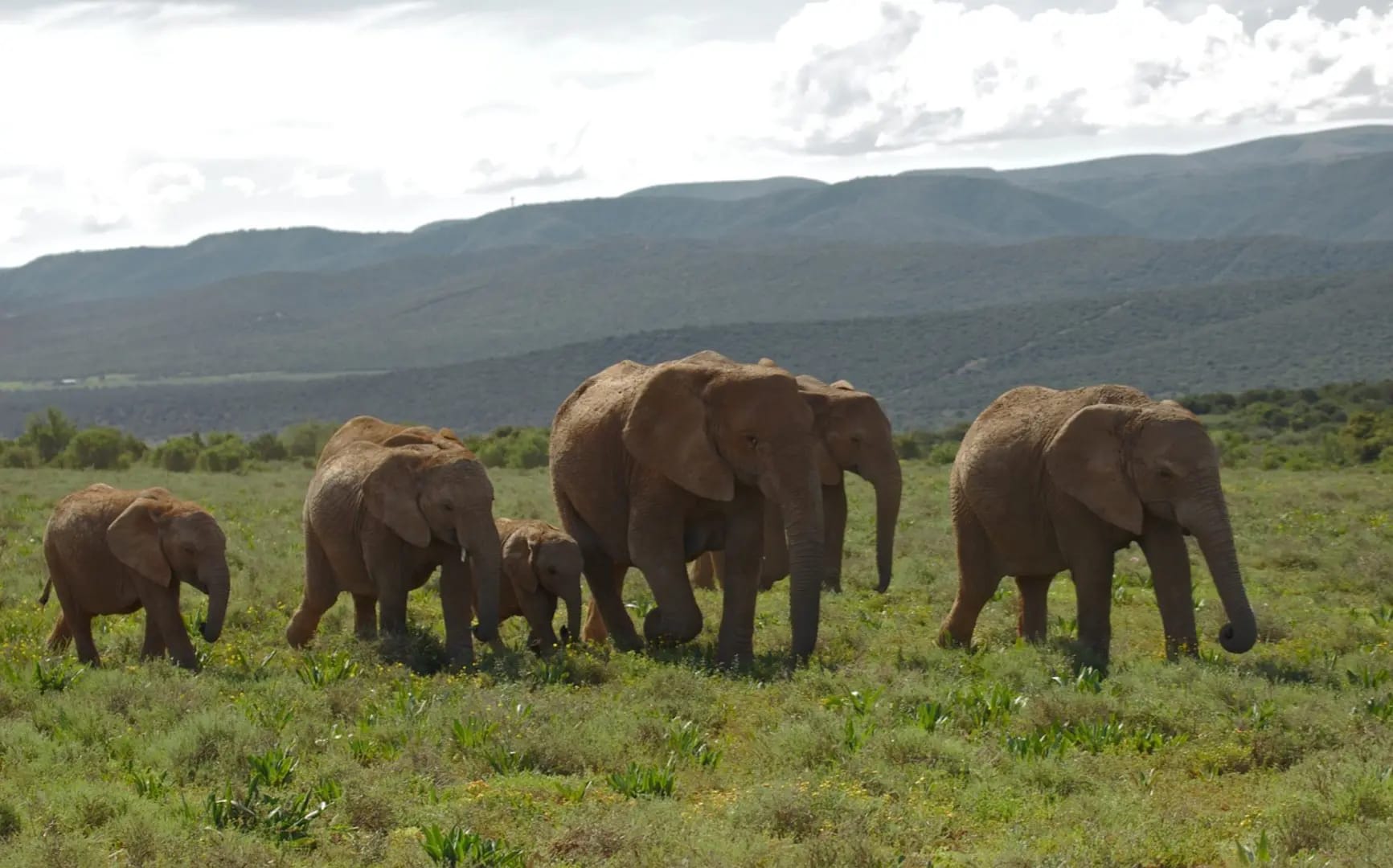 « Discover Addo Elephant National Park