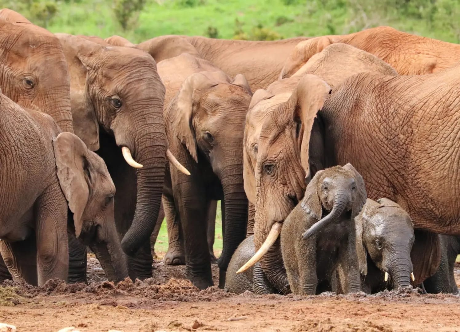 « Discover Addo Elephant National Park