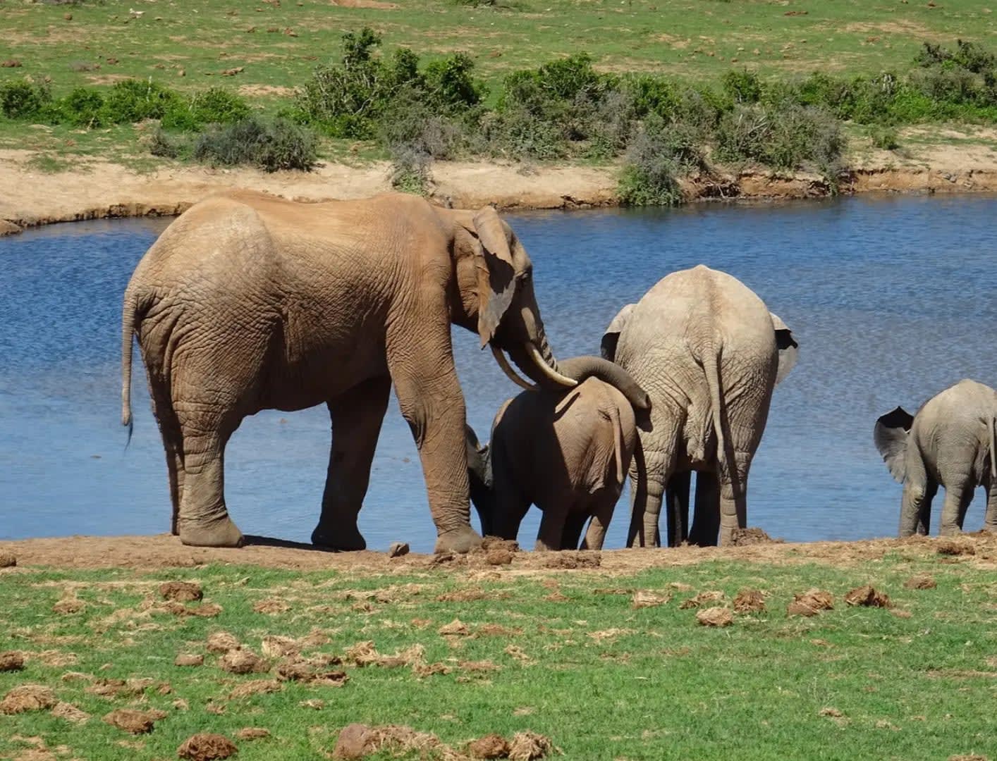 « Discover Addo Elephant National Park