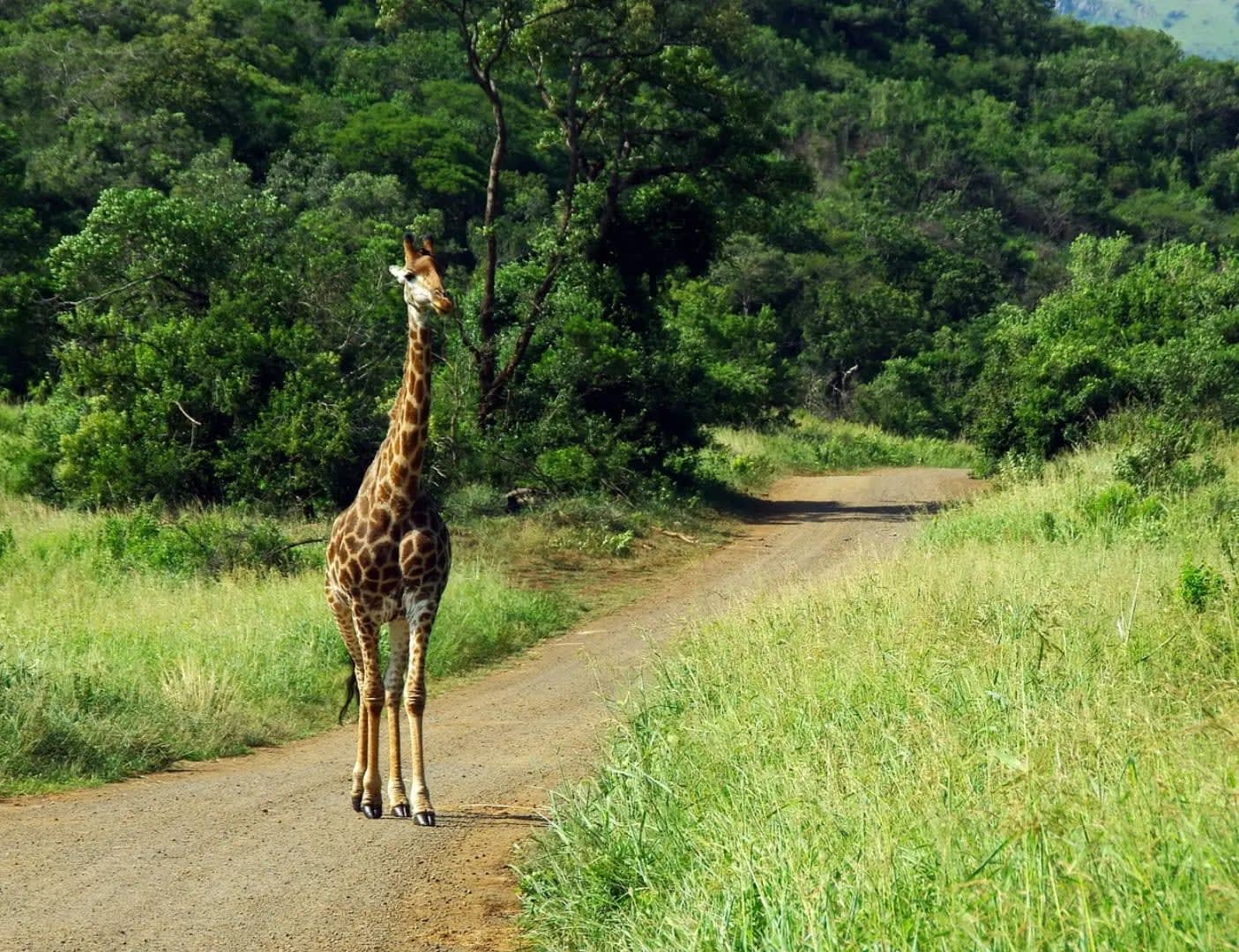 Kruger National Park