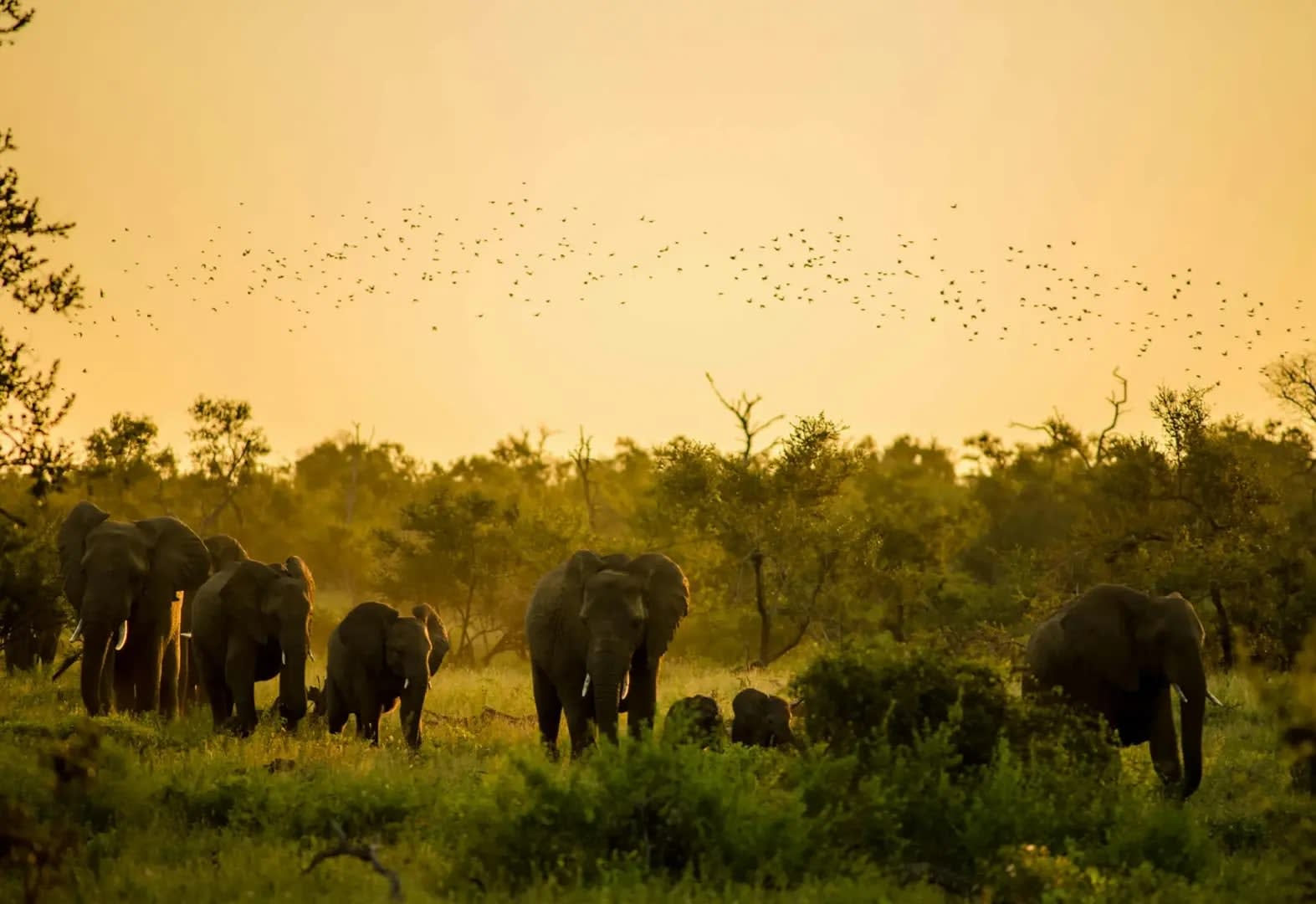Discover Kruger National Park 
