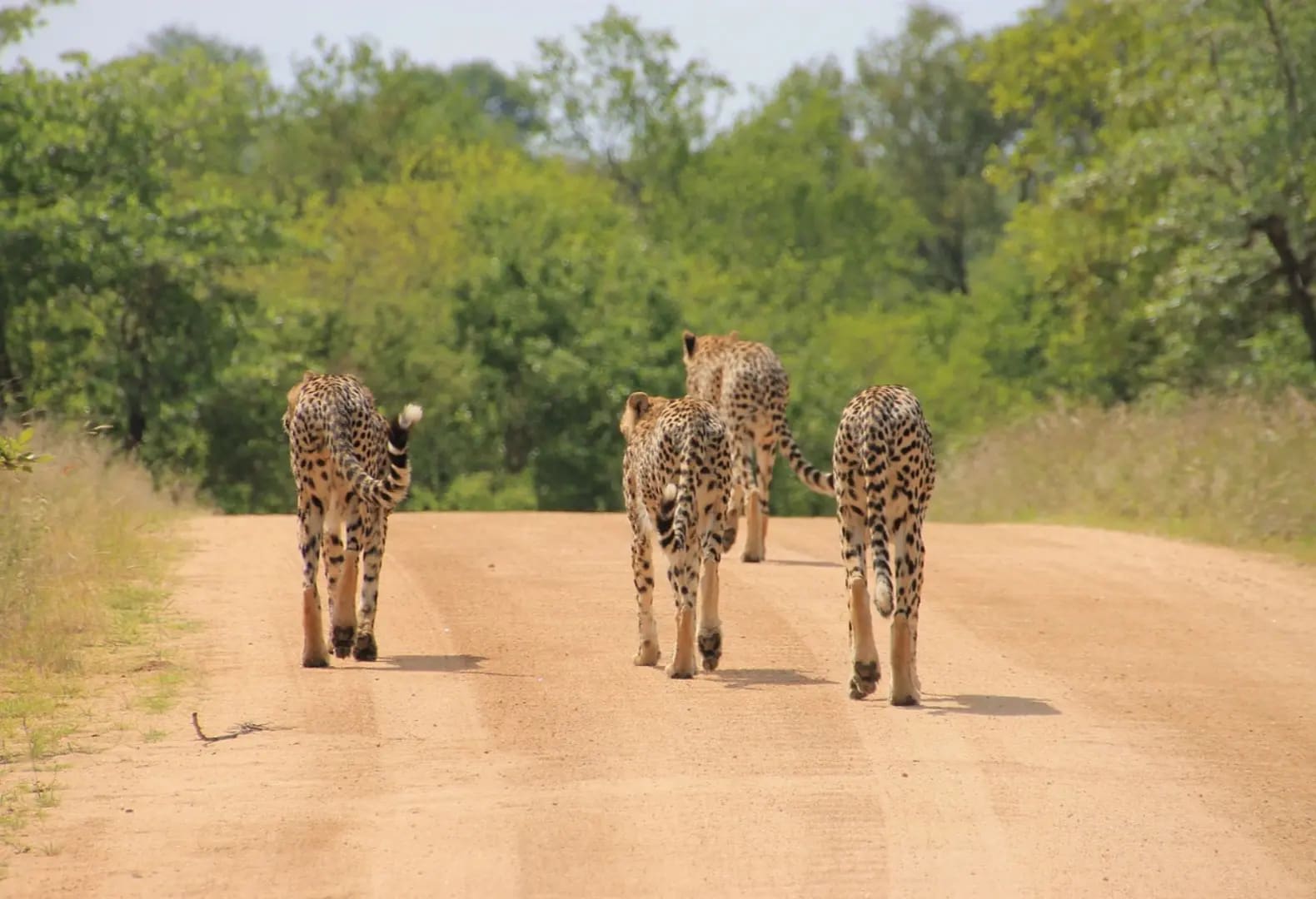 Discover Kruger National Park 