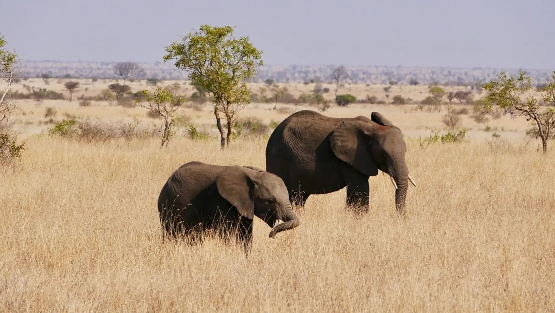 Discover Kruger National Park 