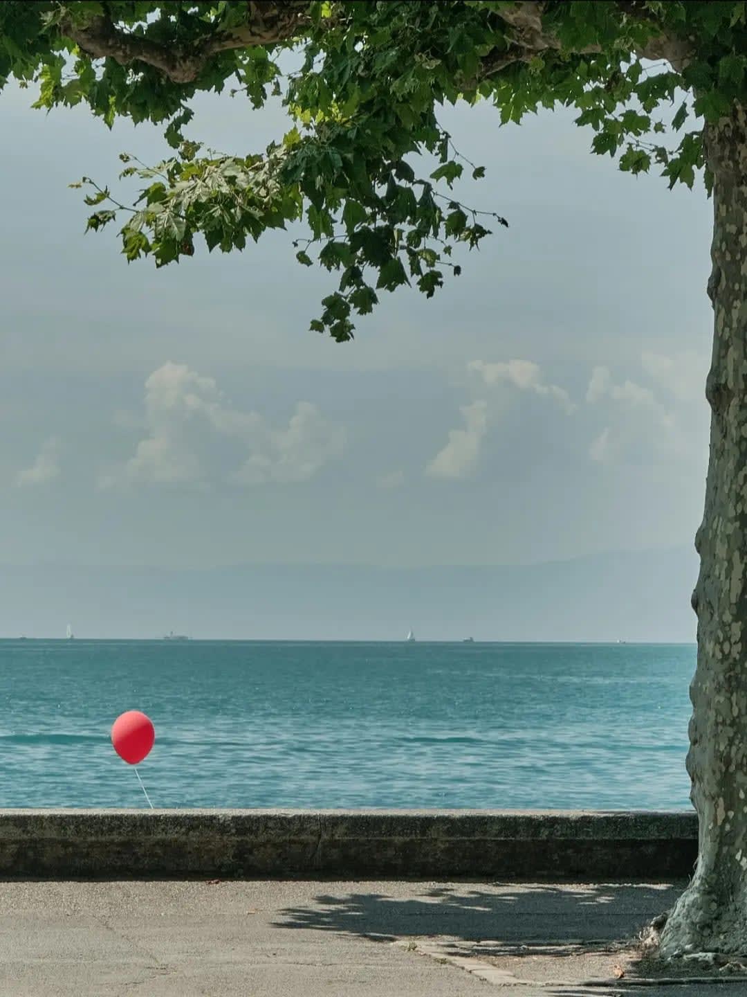 tree in front of a large lake with a red hot air balloon, Lac-Leman