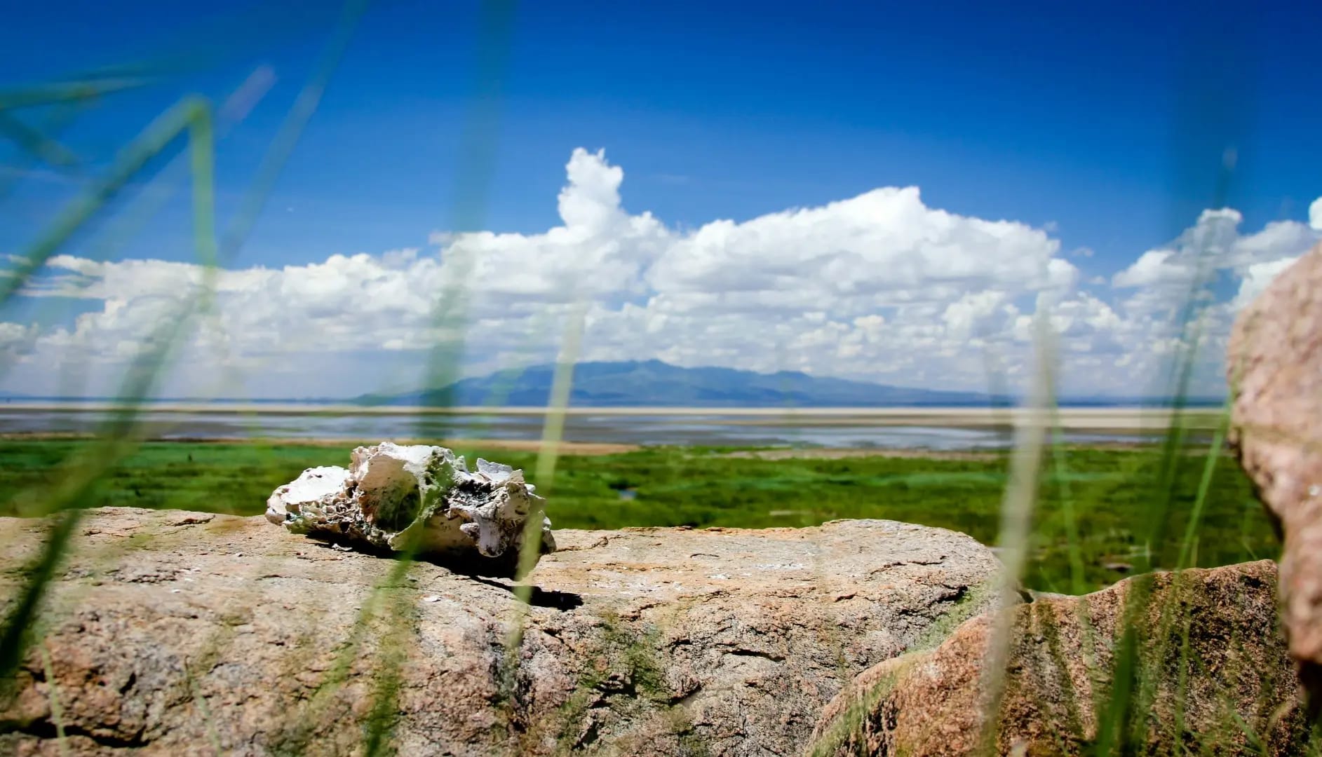 Discover Lake Manyara National Park  