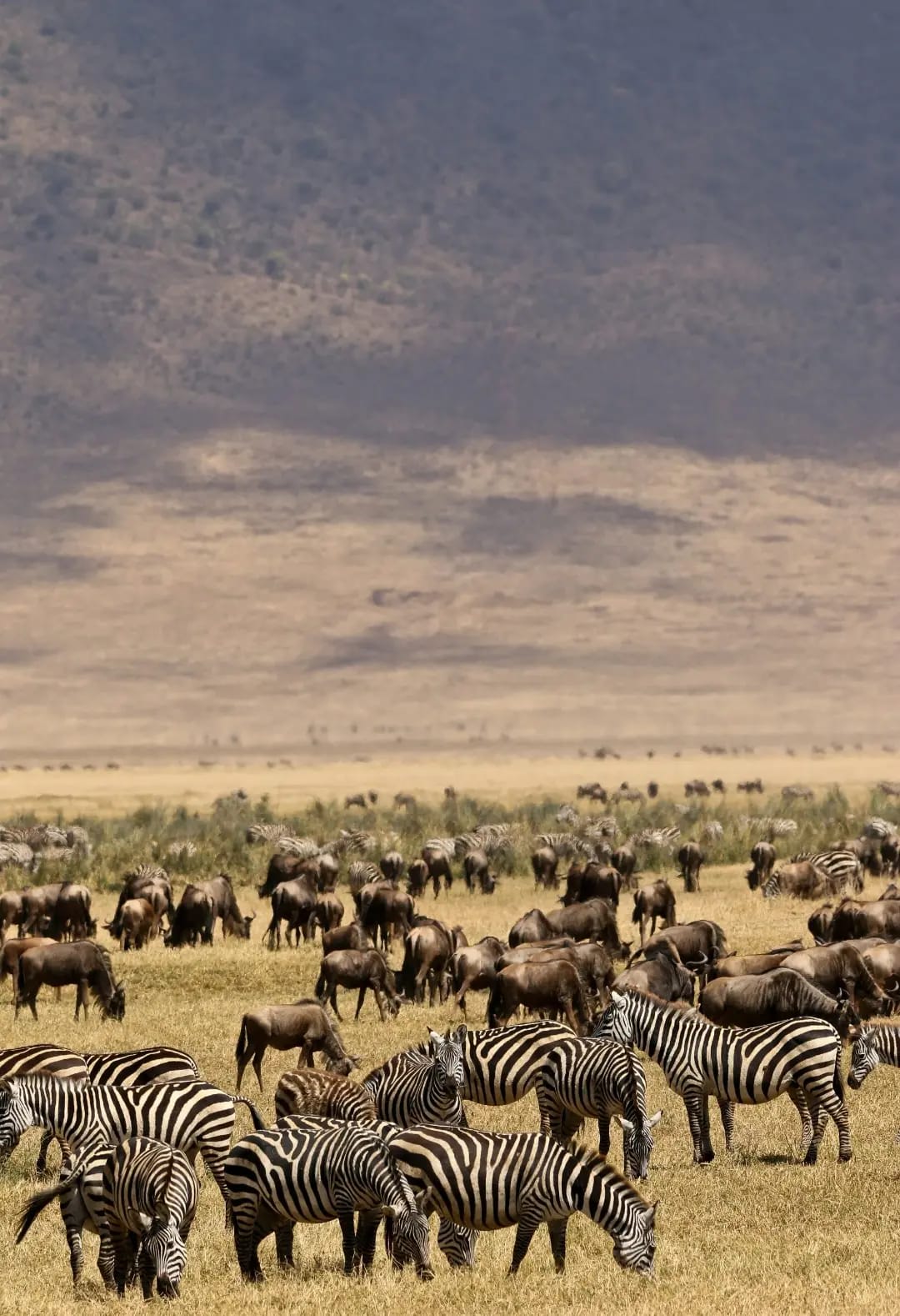 Discover Lake Manyara National Park  