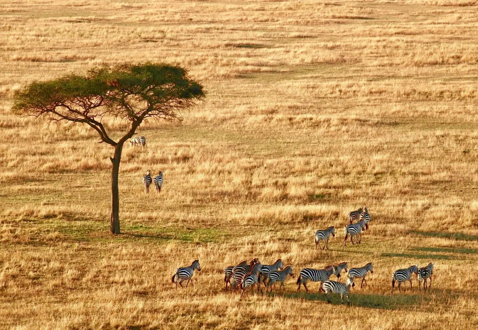 Ruaha National Park