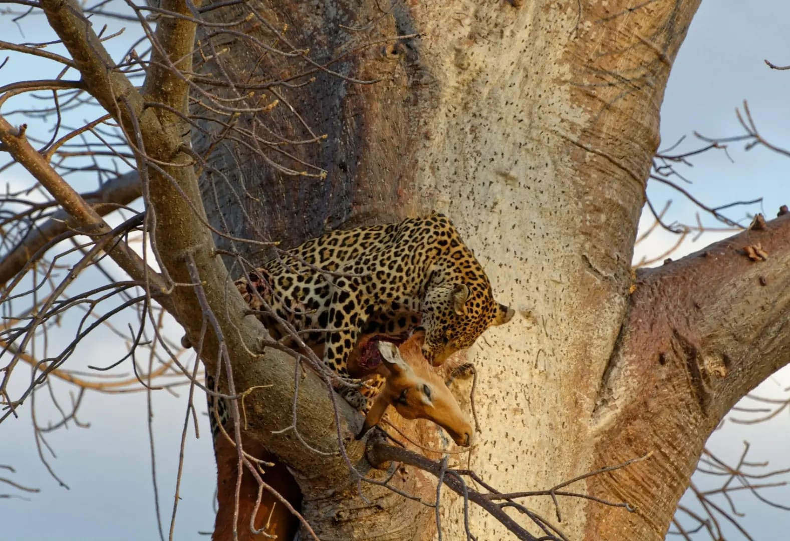 Discover Ruaha National Park 