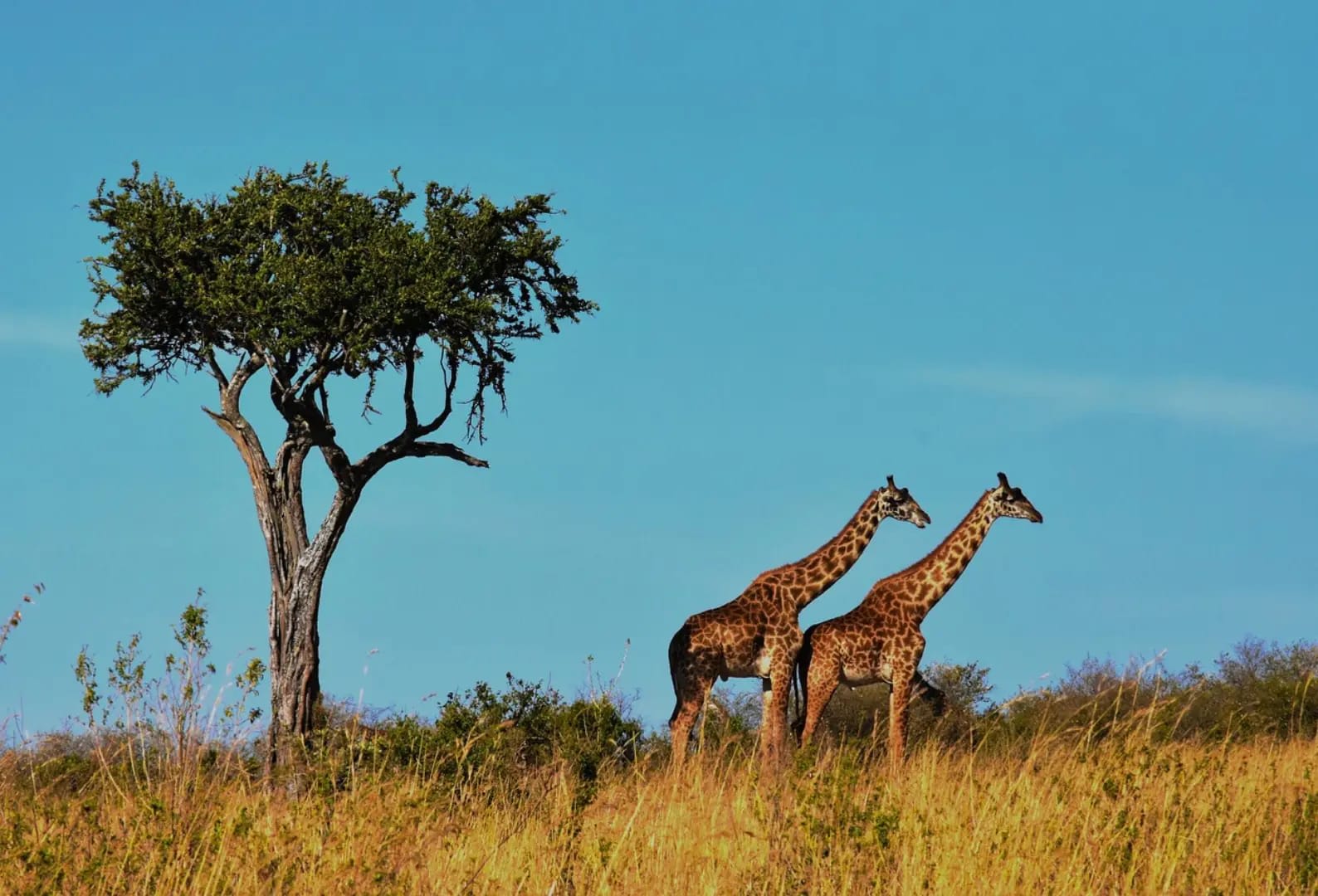 Serengeti National Park 