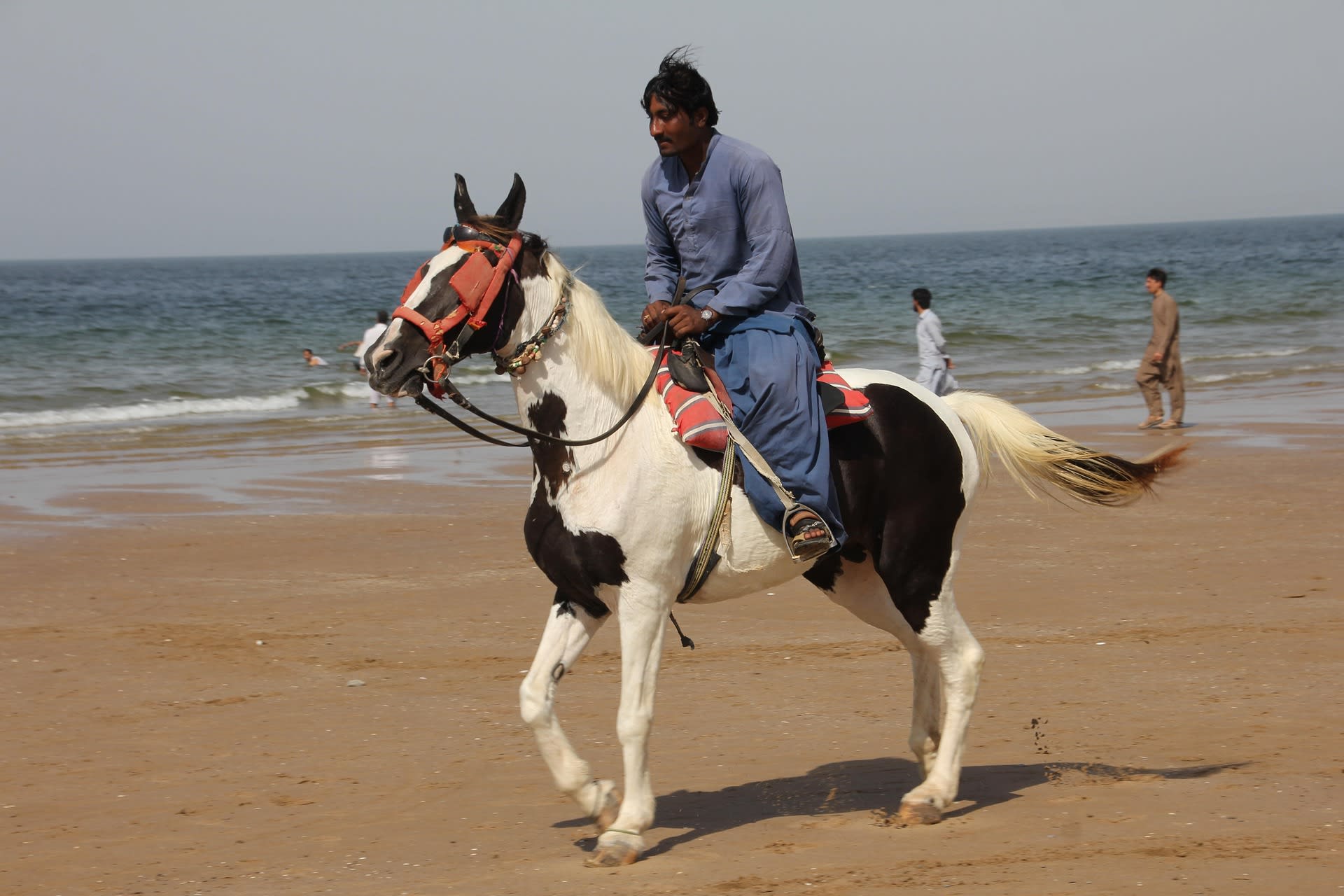 Horses on the open beach of Balochistan at sunset, Arabian Sea coast Pakistan