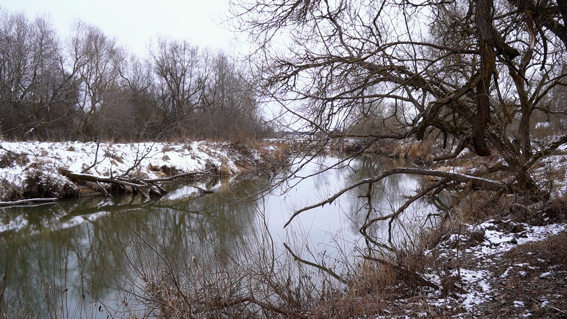 Берег реки Проня, где шел бой: поваленные стволы над водой, снег и голые деревья