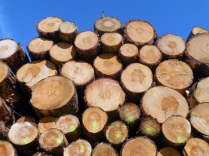 Россия из-за санкций потеряла 22 млрд рублей на экспорте дерева