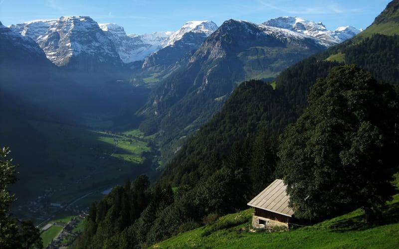 Braunwald