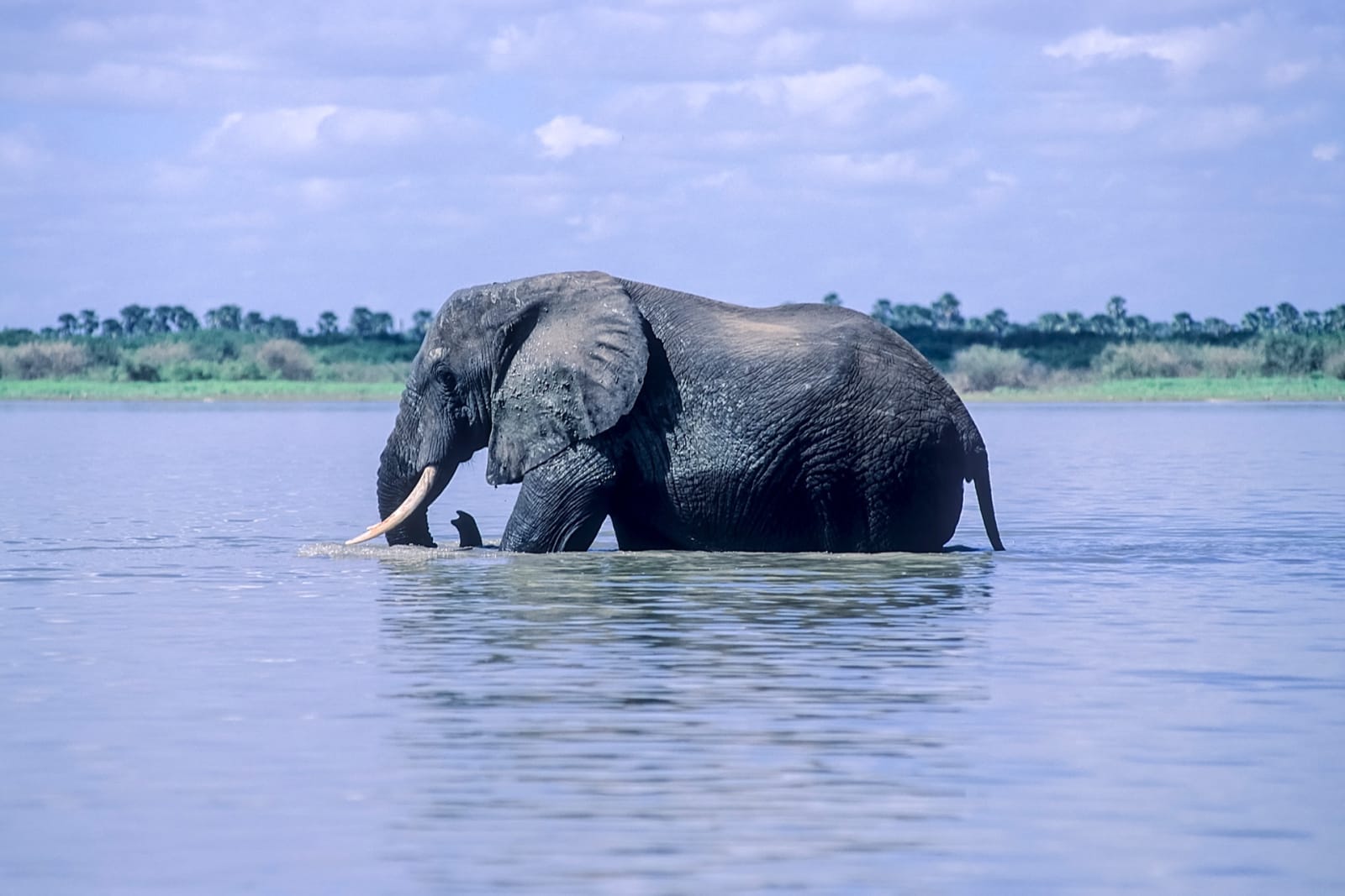 KwaZulu-Natal — Hluhluwe + iSimangaliso + St Lucia