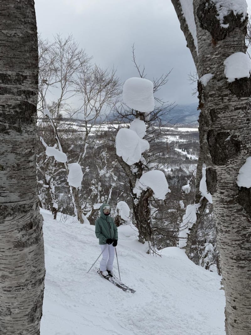 Bosque de abedules nevado en Niseko