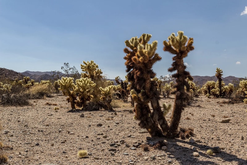 Joshua Tree (día completo)