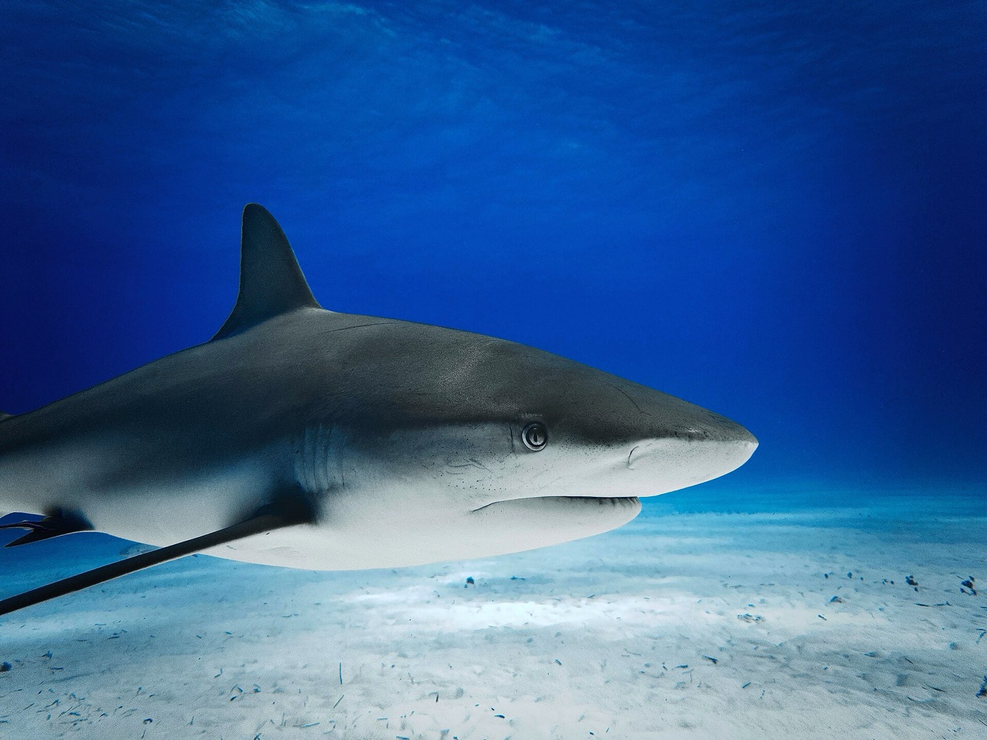 Buceo en Bahamas