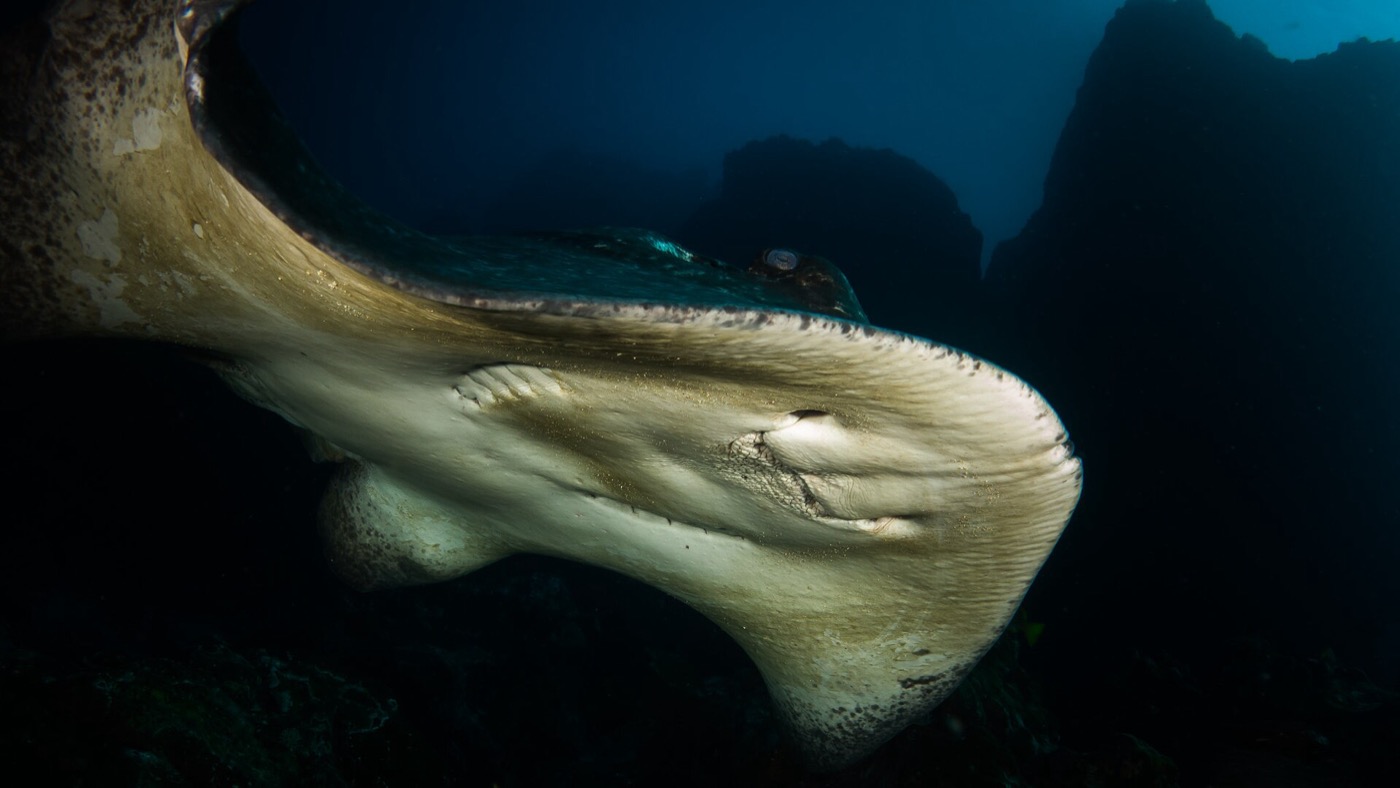Buceo en Isla del Coco