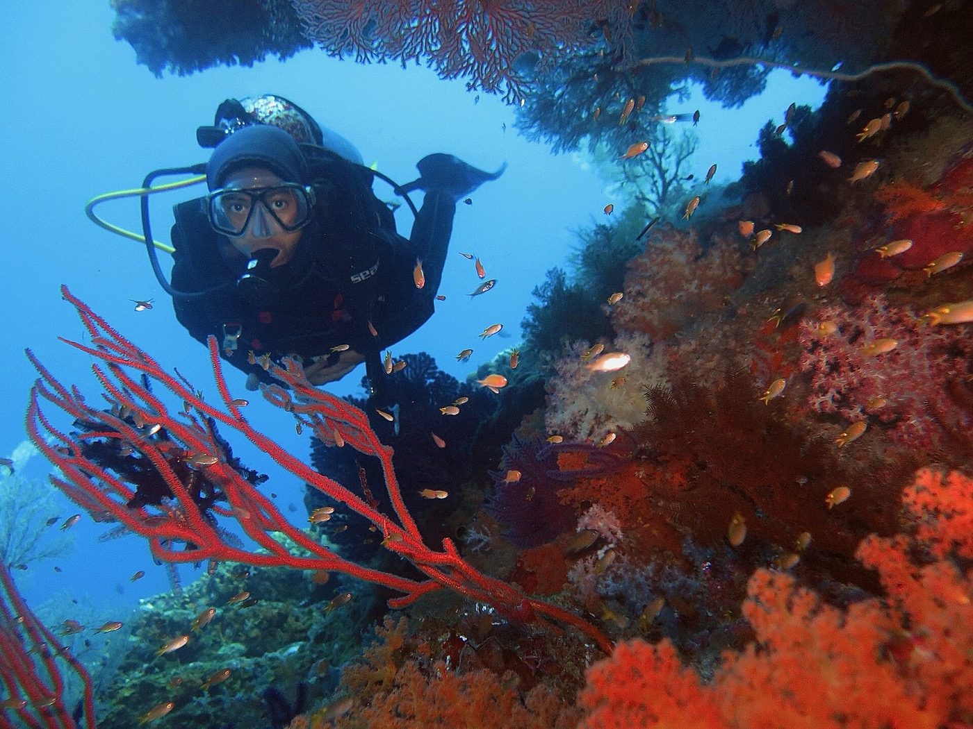 Buceo en Indonesia