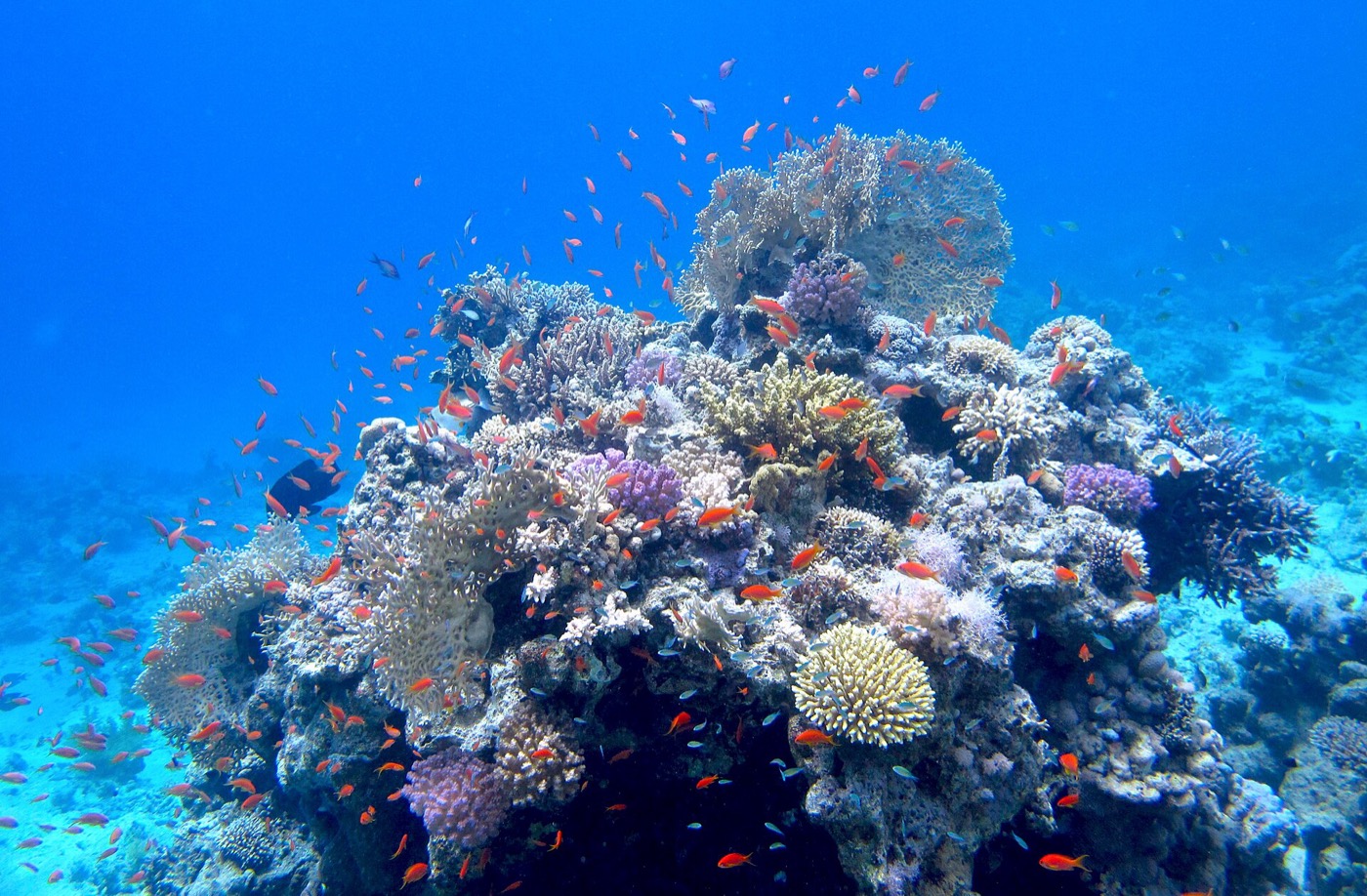 Buceo en Mar Rojo