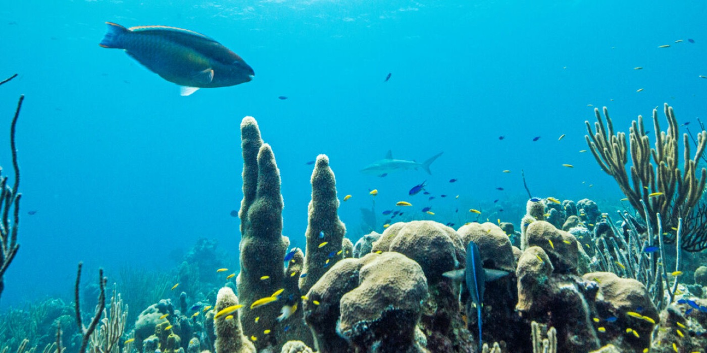 Buceo en Turks y Caicos