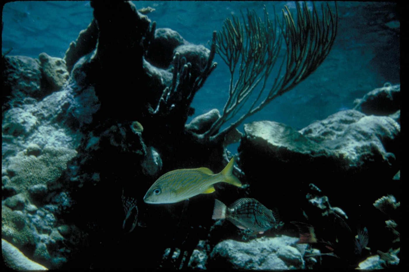 Buceo en Caribe - arrecife coralino