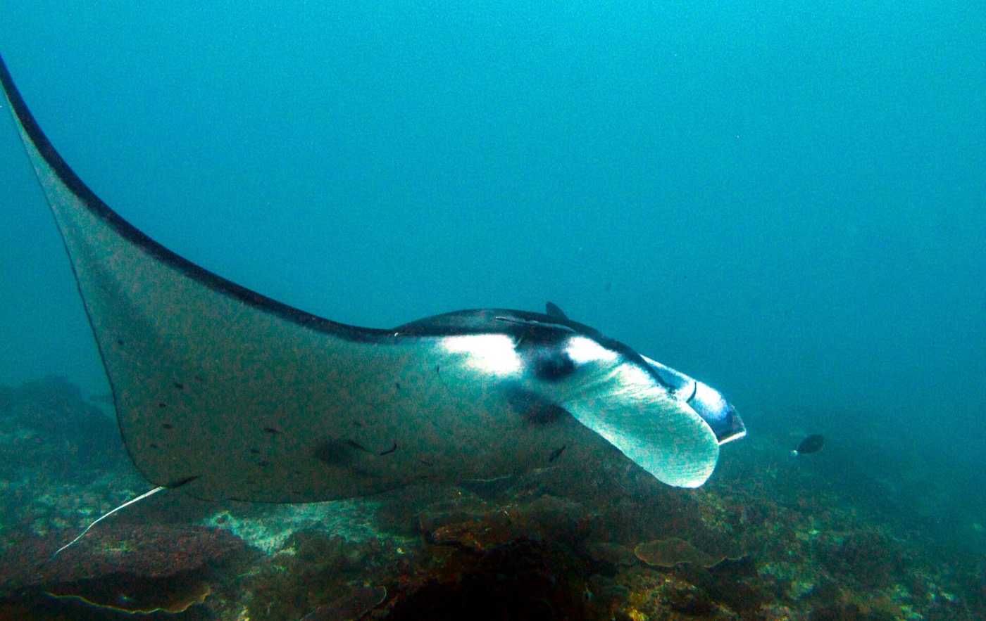 Buceo en Pacífico - mantarrayas