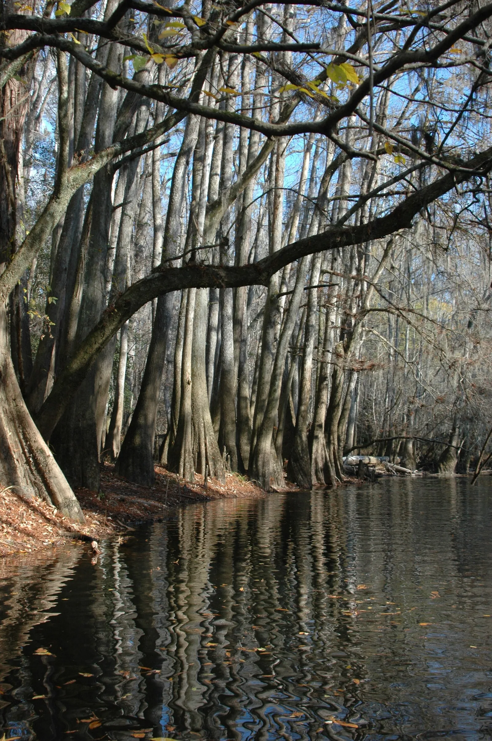 Congaree — canoe day