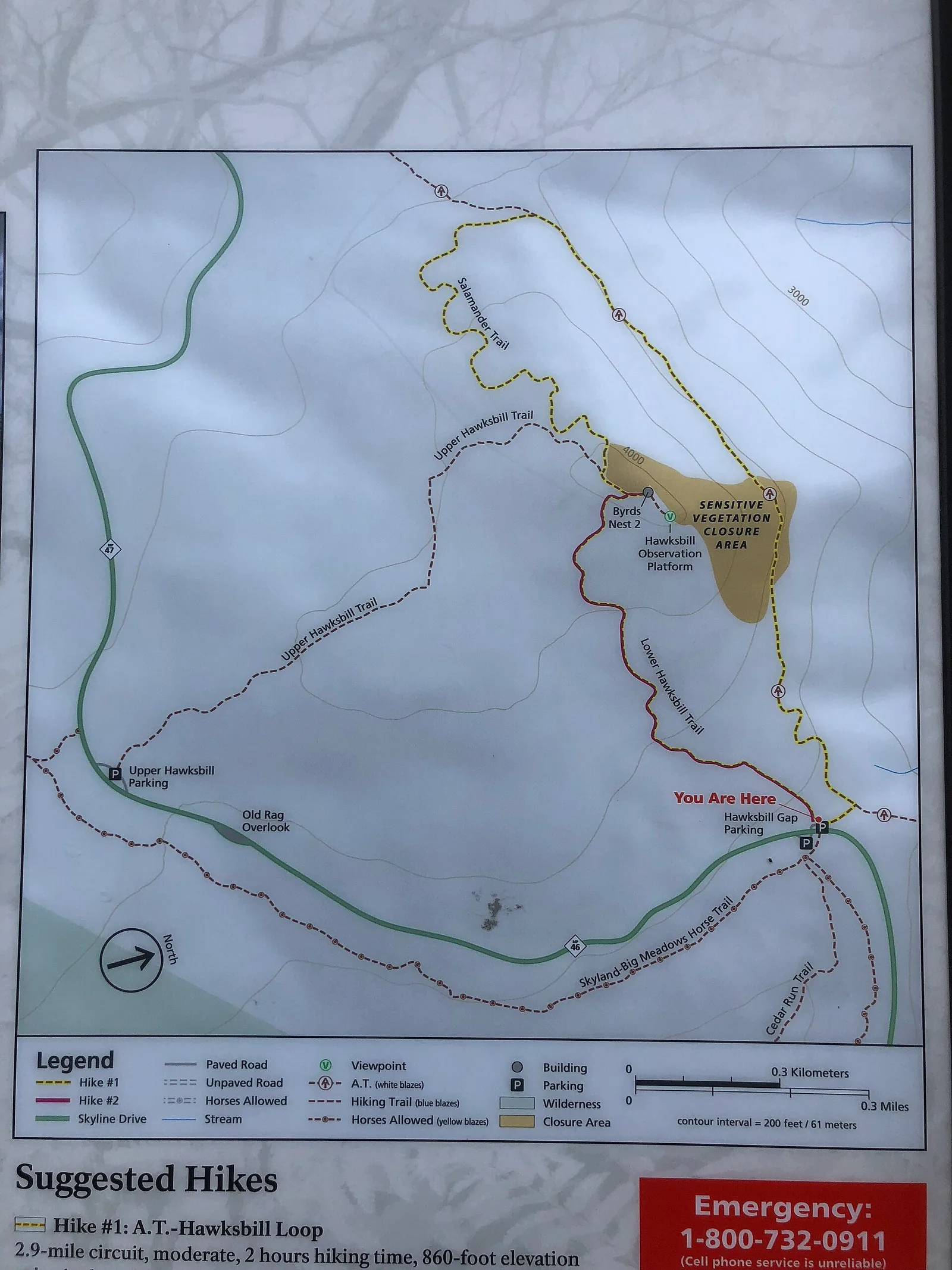 Shenandoah — Hawksbill