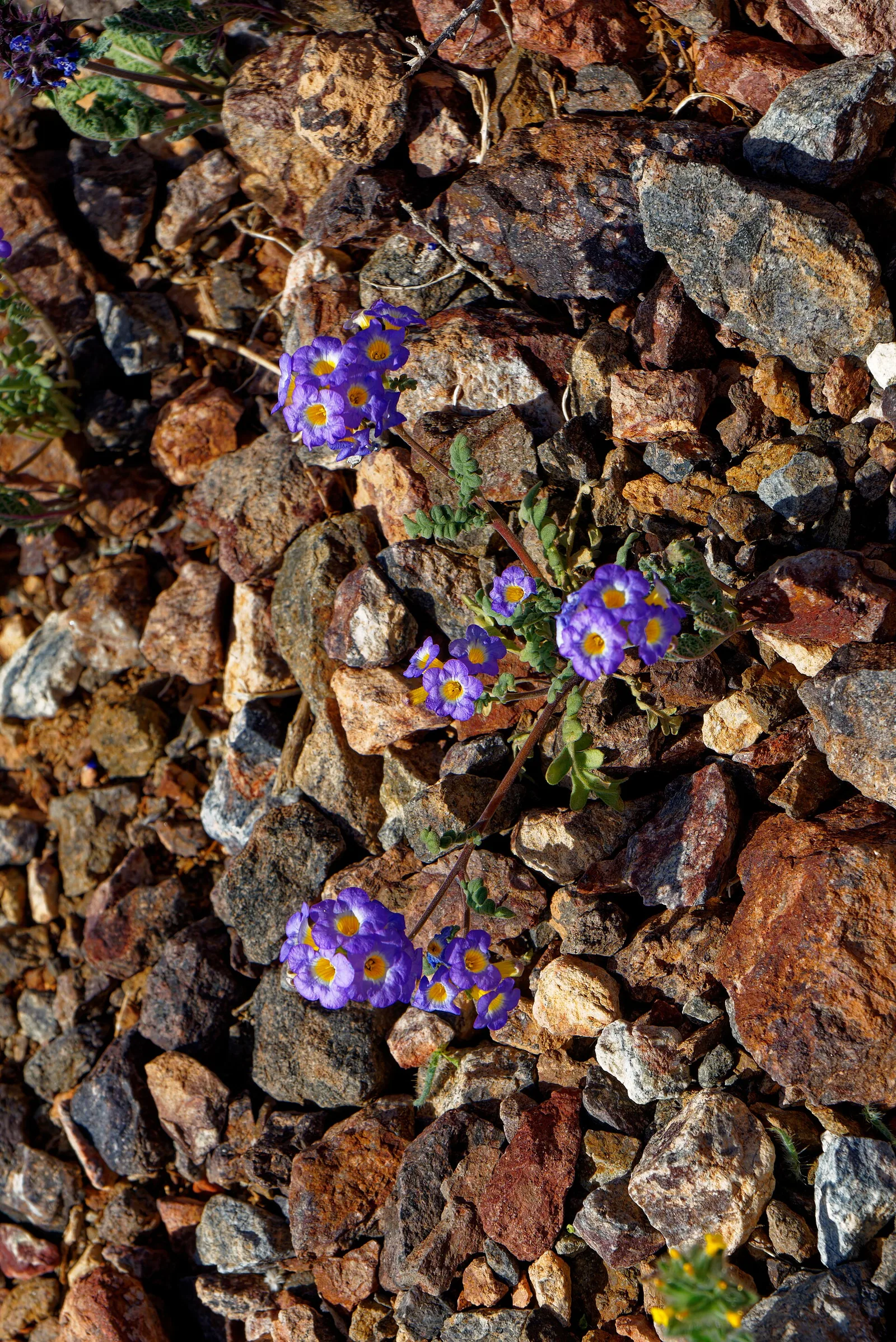Death Valley — full day (winter only)