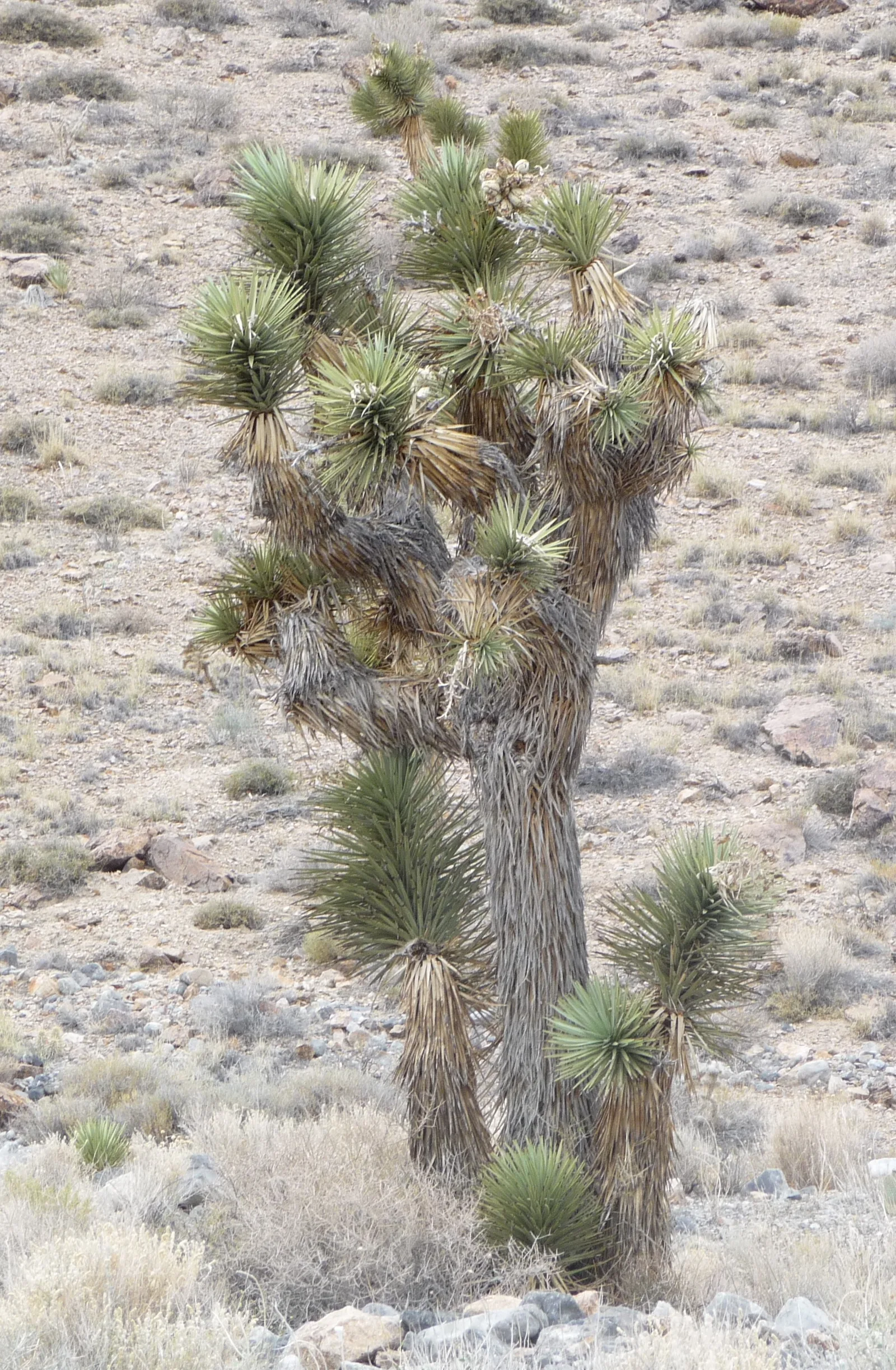 Death Valley → Joshua Tree NP
