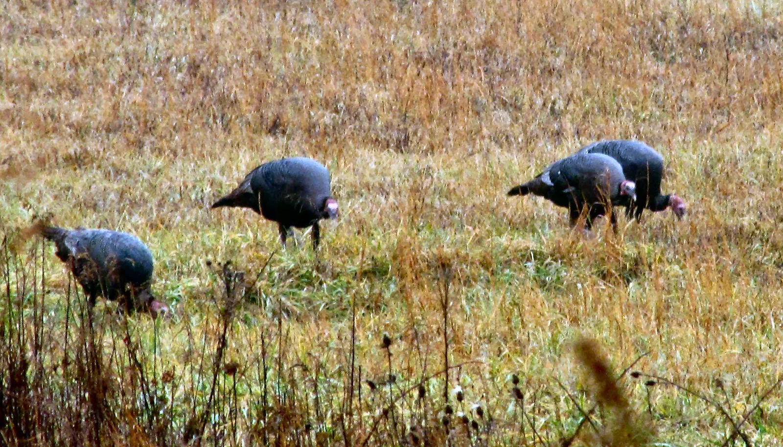 Smokies — Cades Cove